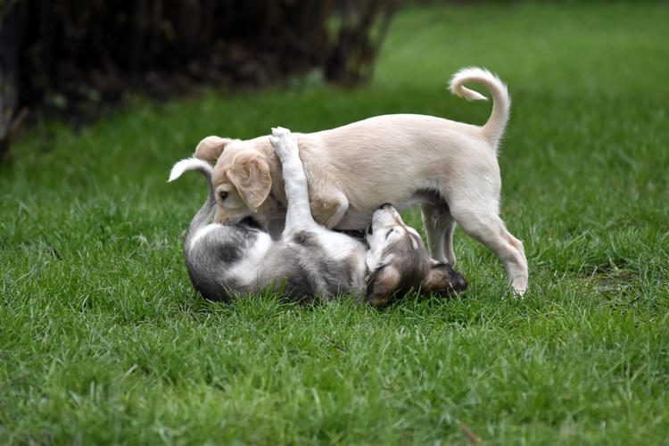 Shahdad Saluki