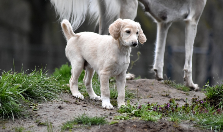 Shahdad Saluki