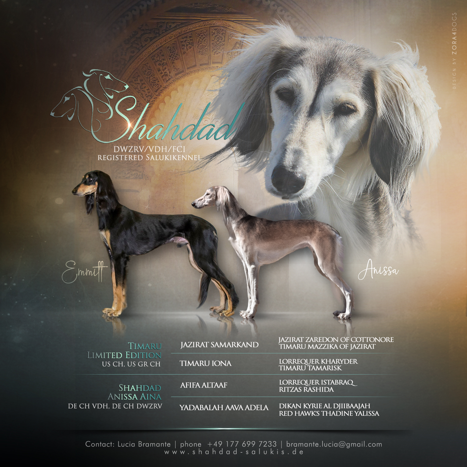 Shahdad Saluki Puppies